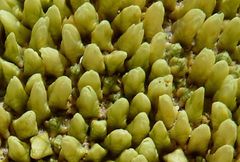 Pycnophyllum tetrastichum