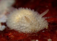 Atalodoris