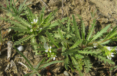 Neotorularia torulosa