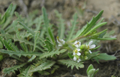 Neotorularia torulosa