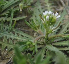 Neotorularia torulosa