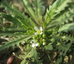 Neotorularia torulosa