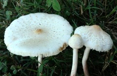 Chlorophyllum hortense