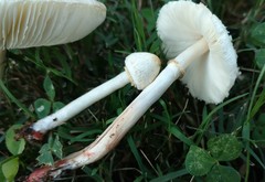 Chlorophyllum hortense
