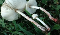 Chlorophyllum hortense