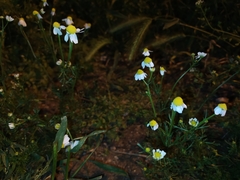 Matricaria chamomilla