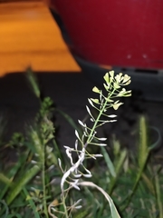 Capsella bursa-pastoris