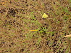 Lomatium cookii