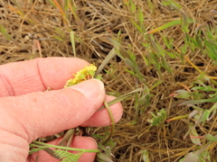 Lomatium cookii