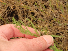 Lomatium cookii