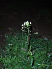 Capsella bursa-pastoris