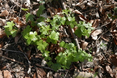 Geranium nodosum