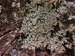 Stereocaulon sterile