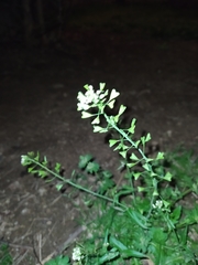 Capsella bursa-pastoris