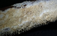 Hydnocristella himantia