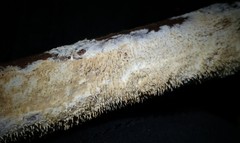 Hydnocristella himantia