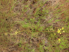 Lomatium cookii