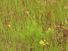 Lomatium cookii