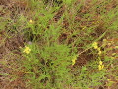 Lomatium cookii