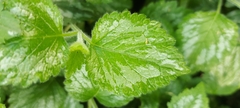 Lamium galeobdolon argentatum