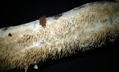 Hydnocristella himantia