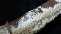 Hydnocristella himantia