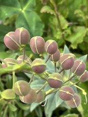 Alyssoides utriculata