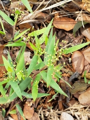 Dichanthelium patulum