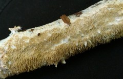 Hydnocristella himantia