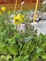 Alyssoides utriculata