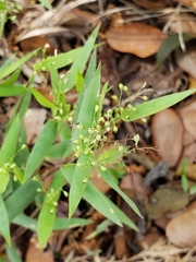 Dichanthelium patulum