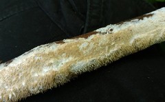 Hydnocristella himantia