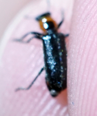 Placopterus thoracicus