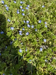 Veronica persica