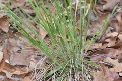 Dichanthelium linearifolium