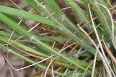 Dichanthelium linearifolium