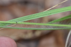 Dichanthelium linearifolium
