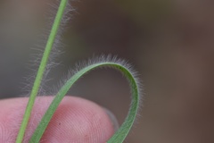 Dichanthelium linearifolium