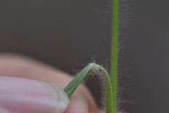 Dichanthelium linearifolium