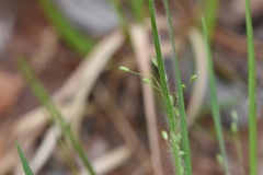 Dichanthelium linearifolium