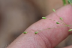 Dichanthelium linearifolium