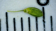 Dichanthelium linearifolium