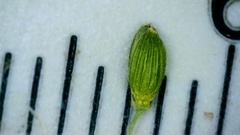 Dichanthelium linearifolium