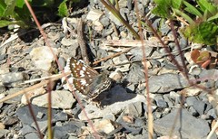 Burnsius orcynoides