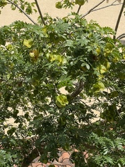 Gonopterodendron arboreum