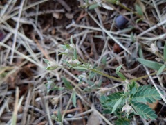 Houstonia parviflora