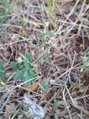 Houstonia parviflora