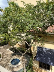 Gonopterodendron arboreum