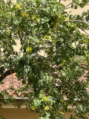 Gonopterodendron arboreum