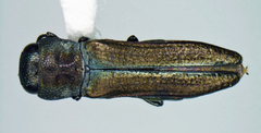Agrilaxia texana